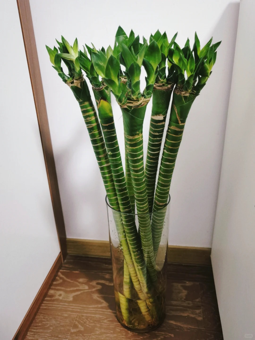 Chưng Tết đừng chỉ mua hoa: C&oacute; một loại c&acirc;y "rẻ b&egrave;o" nhưng h&uacute;t t&agrave;i lộc cực mạnh, đặt đ&uacute;ng 4 c&agrave;nh l&ecirc;n b&agrave;n học con c&aacute;i thi cử đỗ đạt, gia chủ tiền v&agrave;o như nước- Ảnh 33.