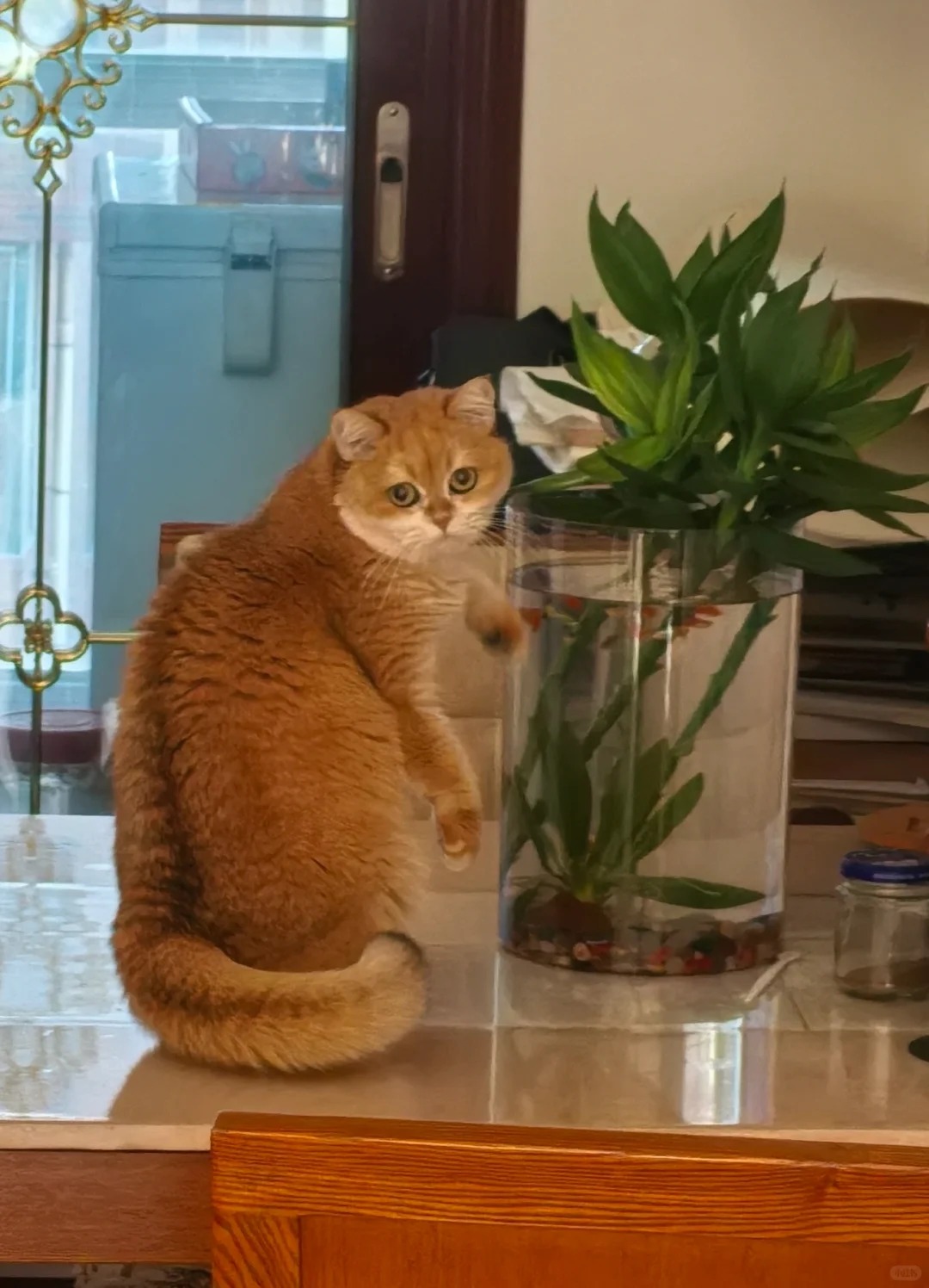 Chưng Tết đừng chỉ mua hoa: C&oacute; một loại c&acirc;y "rẻ b&egrave;o" nhưng h&uacute;t t&agrave;i lộc cực mạnh, đặt đ&uacute;ng 4 c&agrave;nh l&ecirc;n b&agrave;n học con c&aacute;i thi cử đỗ đạt, gia chủ tiền v&agrave;o như nước- Ảnh 10.