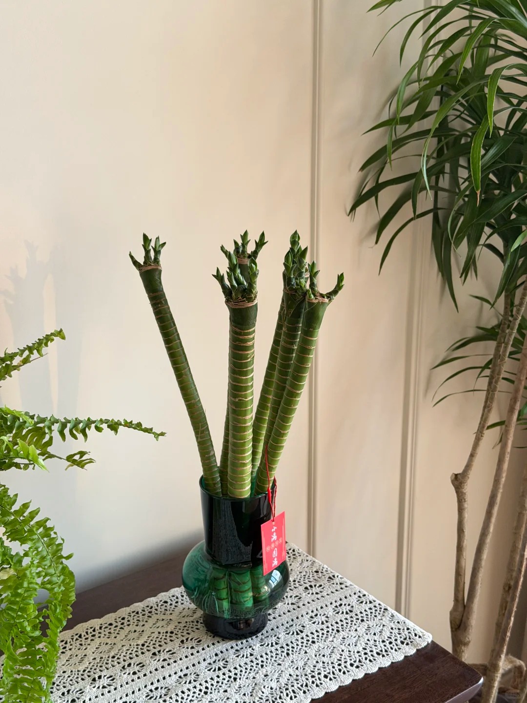 Chưng Tết đừng chỉ mua hoa: C&oacute; một loại c&acirc;y "rẻ b&egrave;o" nhưng h&uacute;t t&agrave;i lộc cực mạnh, đặt đ&uacute;ng 4 c&agrave;nh l&ecirc;n b&agrave;n học con c&aacute;i thi cử đỗ đạt, gia chủ tiền v&agrave;o như nước- Ảnh 34.