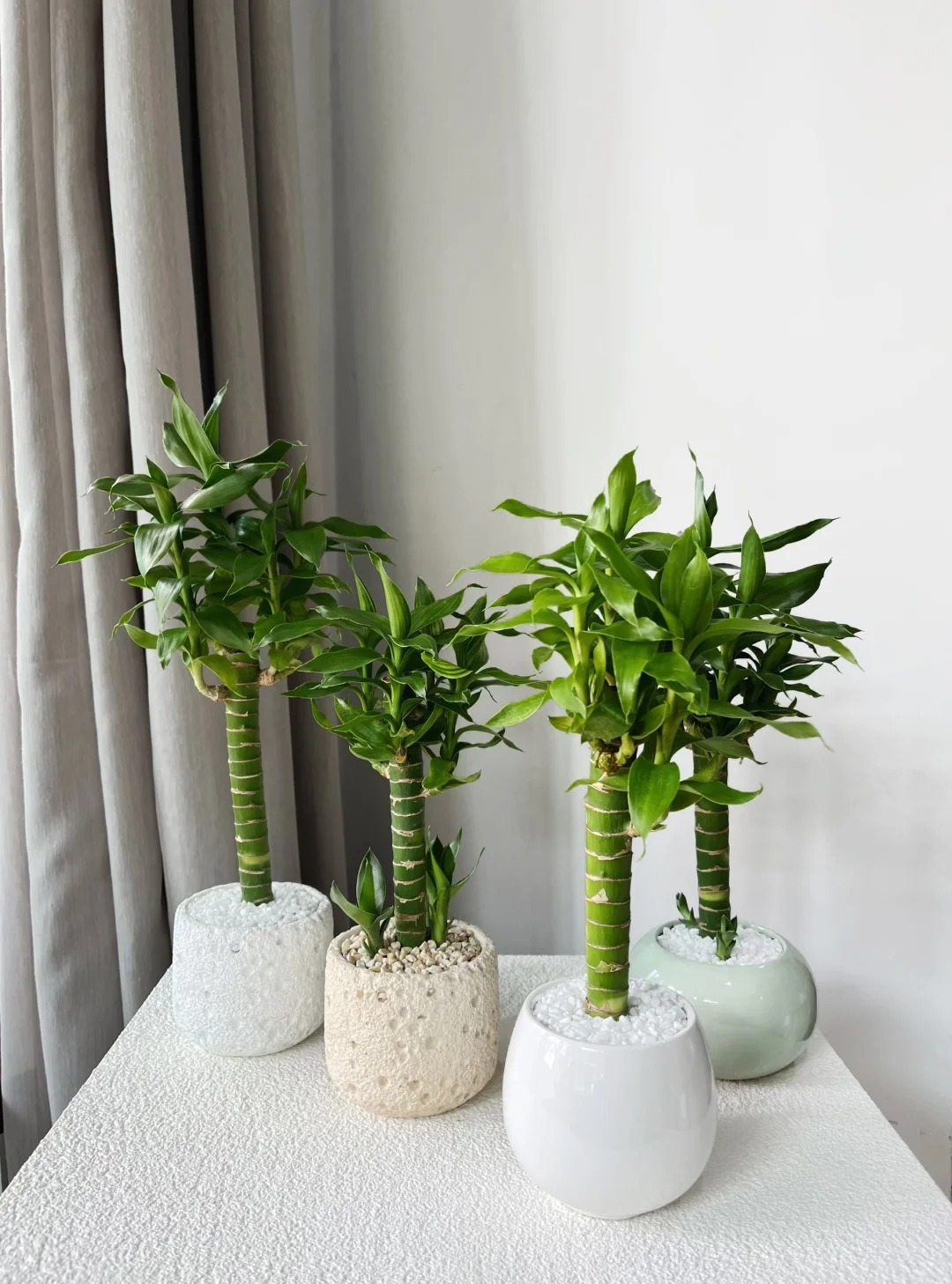 Chưng Tết đừng chỉ mua hoa: C&oacute; một loại c&acirc;y "rẻ b&egrave;o" nhưng h&uacute;t t&agrave;i lộc cực mạnh, đặt đ&uacute;ng 4 c&agrave;nh l&ecirc;n b&agrave;n học con c&aacute;i thi cử đỗ đạt, gia chủ tiền v&agrave;o như nước- Ảnh 32.