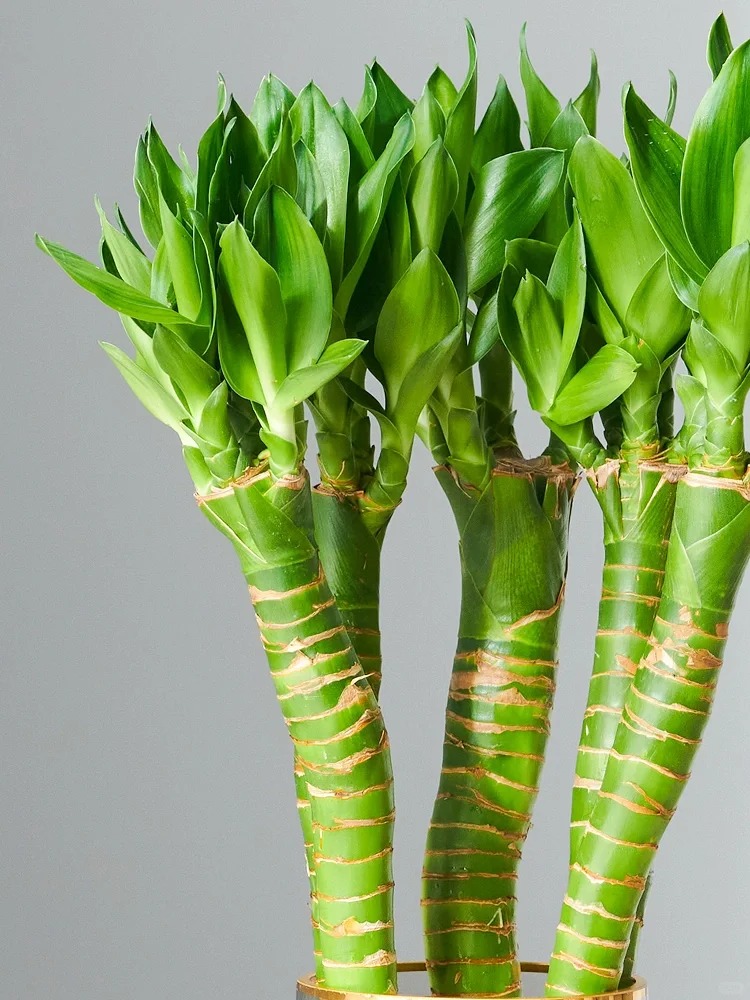 Chưng Tết đừng chỉ mua hoa: C&oacute; một loại c&acirc;y "rẻ b&egrave;o" nhưng h&uacute;t t&agrave;i lộc cực mạnh, đặt đ&uacute;ng 4 c&agrave;nh l&ecirc;n b&agrave;n học con c&aacute;i thi cử đỗ đạt, gia chủ tiền v&agrave;o như nước- Ảnh 39.