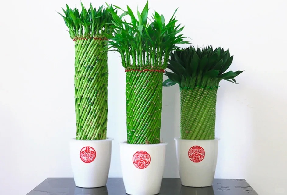 Chưng Tết đừng chỉ mua hoa: C&oacute; một loại c&acirc;y "rẻ b&egrave;o" nhưng h&uacute;t t&agrave;i lộc cực mạnh, đặt đ&uacute;ng 4 c&agrave;nh l&ecirc;n b&agrave;n học con c&aacute;i thi cử đỗ đạt, gia chủ tiền v&agrave;o như nước- Ảnh 41.