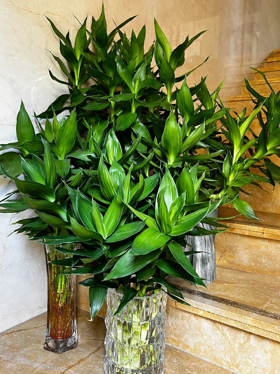 Chưng Tết đừng chỉ mua hoa: C&oacute; một loại c&acirc;y "rẻ b&egrave;o" nhưng h&uacute;t t&agrave;i lộc cực mạnh, đặt đ&uacute;ng 4 c&agrave;nh l&ecirc;n b&agrave;n học con c&aacute;i thi cử đỗ đạt, gia chủ tiền v&agrave;o như nước- Ảnh 16.