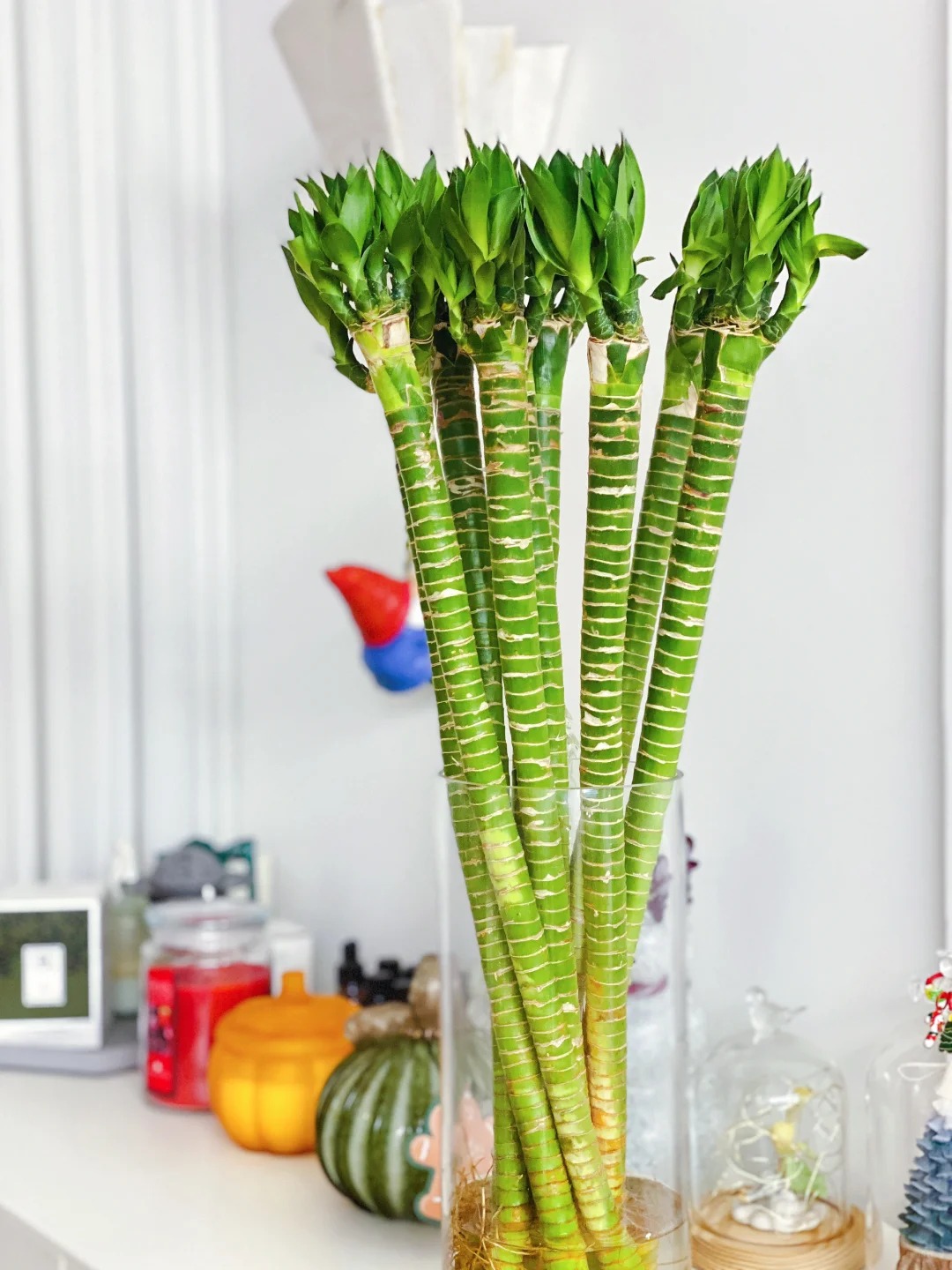 Chưng Tết đừng chỉ mua hoa: C&oacute; một loại c&acirc;y "rẻ b&egrave;o" nhưng h&uacute;t t&agrave;i lộc cực mạnh, đặt đ&uacute;ng 4 c&agrave;nh l&ecirc;n b&agrave;n học con c&aacute;i thi cử đỗ đạt, gia chủ tiền v&agrave;o như nước- Ảnh 2.