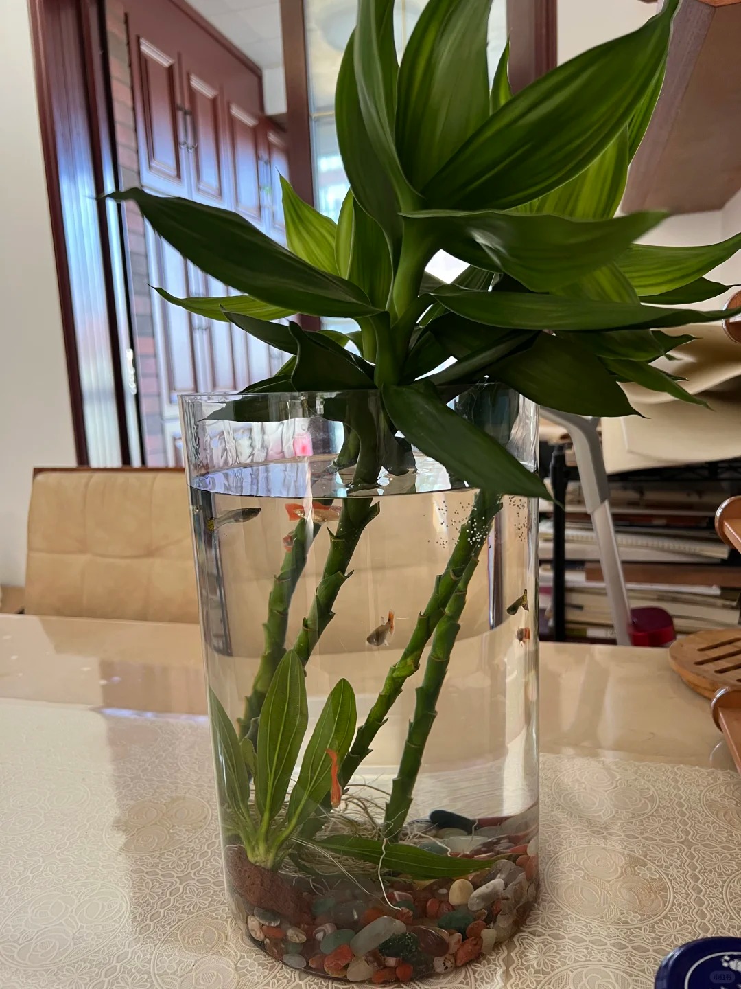 Chưng Tết đừng chỉ mua hoa: C&oacute; một loại c&acirc;y "rẻ b&egrave;o" nhưng h&uacute;t t&agrave;i lộc cực mạnh, đặt đ&uacute;ng 4 c&agrave;nh l&ecirc;n b&agrave;n học con c&aacute;i thi cử đỗ đạt, gia chủ tiền v&agrave;o như nước- Ảnh 8.