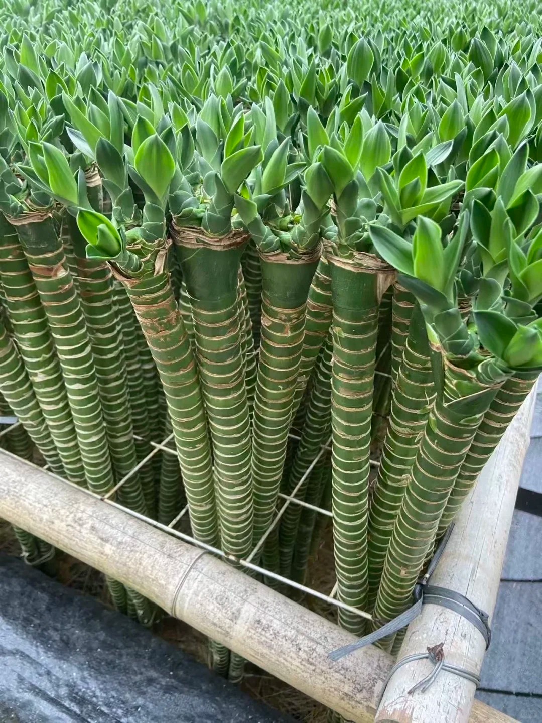 Chưng Tết đừng chỉ mua hoa: C&oacute; một loại c&acirc;y "rẻ b&egrave;o" nhưng h&uacute;t t&agrave;i lộc cực mạnh, đặt đ&uacute;ng 4 c&agrave;nh l&ecirc;n b&agrave;n học con c&aacute;i thi cử đỗ đạt, gia chủ tiền v&agrave;o như nước- Ảnh 19.