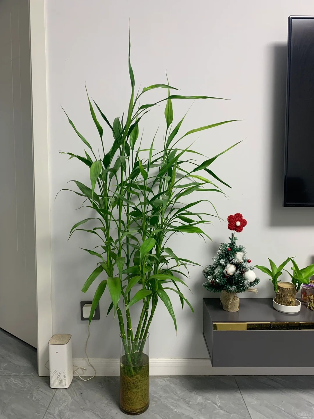 Chưng Tết đừng chỉ mua hoa: C&oacute; một loại c&acirc;y "rẻ b&egrave;o" nhưng h&uacute;t t&agrave;i lộc cực mạnh, đặt đ&uacute;ng 4 c&agrave;nh l&ecirc;n b&agrave;n học con c&aacute;i thi cử đỗ đạt, gia chủ tiền v&agrave;o như nước- Ảnh 38.