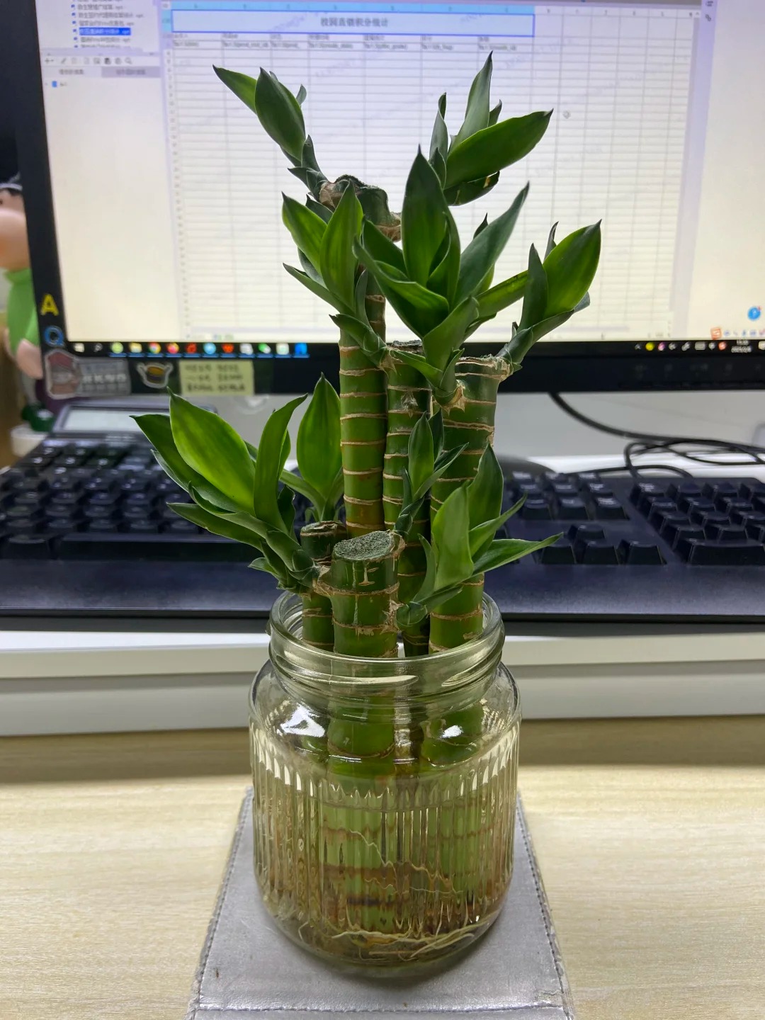 Chưng Tết đừng chỉ mua hoa: C&oacute; một loại c&acirc;y "rẻ b&egrave;o" nhưng h&uacute;t t&agrave;i lộc cực mạnh, đặt đ&uacute;ng 4 c&agrave;nh l&ecirc;n b&agrave;n học con c&aacute;i thi cử đỗ đạt, gia chủ tiền v&agrave;o như nước- Ảnh 22.