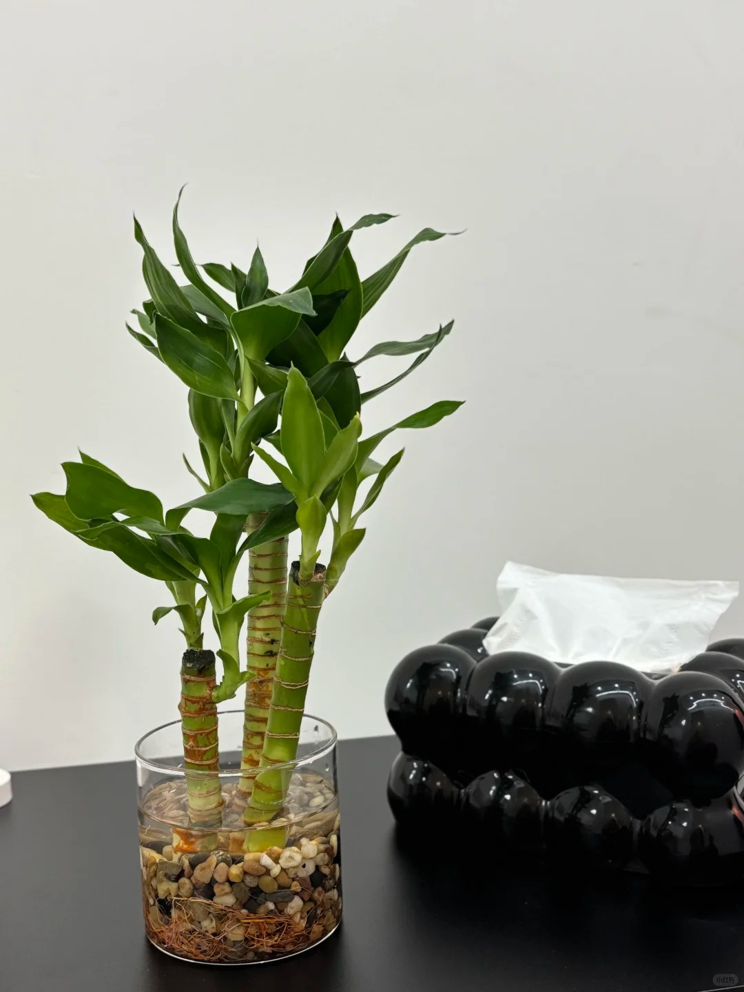 Chưng Tết đừng chỉ mua hoa: C&oacute; một loại c&acirc;y "rẻ b&egrave;o" nhưng h&uacute;t t&agrave;i lộc cực mạnh, đặt đ&uacute;ng 4 c&agrave;nh l&ecirc;n b&agrave;n học con c&aacute;i thi cử đỗ đạt, gia chủ tiền v&agrave;o như nước- Ảnh 21.