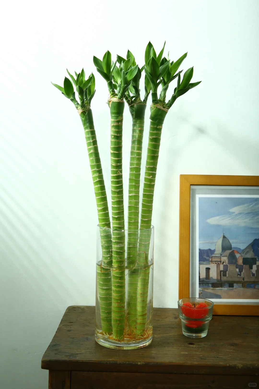 Chưng Tết đừng chỉ mua hoa: C&oacute; một loại c&acirc;y "rẻ b&egrave;o" nhưng h&uacute;t t&agrave;i lộc cực mạnh, đặt đ&uacute;ng 4 c&agrave;nh l&ecirc;n b&agrave;n học con c&aacute;i thi cử đỗ đạt, gia chủ tiền v&agrave;o như nước- Ảnh 18.