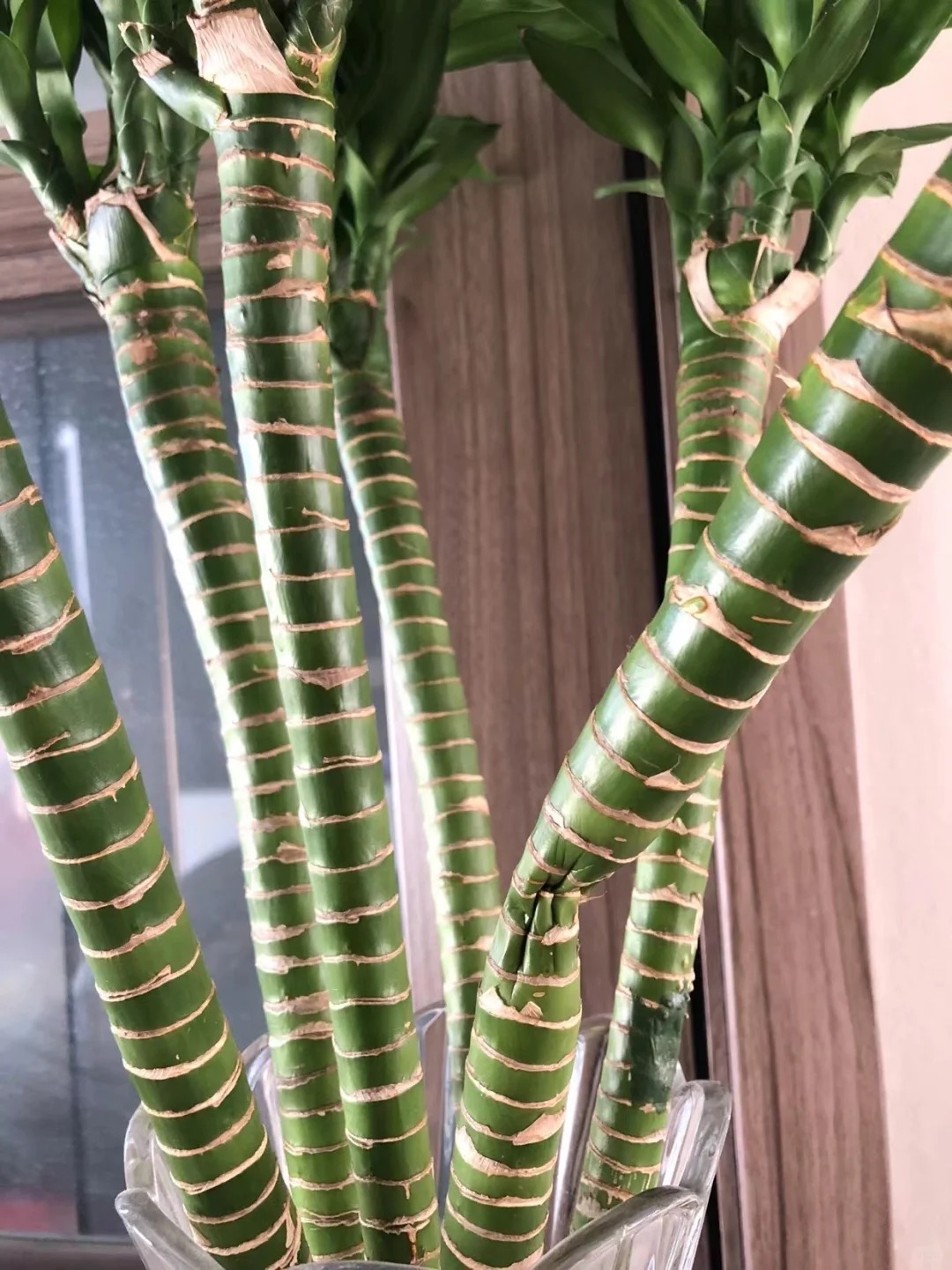 Chưng Tết đừng chỉ mua hoa: C&oacute; một loại c&acirc;y "rẻ b&egrave;o" nhưng h&uacute;t t&agrave;i lộc cực mạnh, đặt đ&uacute;ng 4 c&agrave;nh l&ecirc;n b&agrave;n học con c&aacute;i thi cử đỗ đạt, gia chủ tiền v&agrave;o như nước- Ảnh 27.