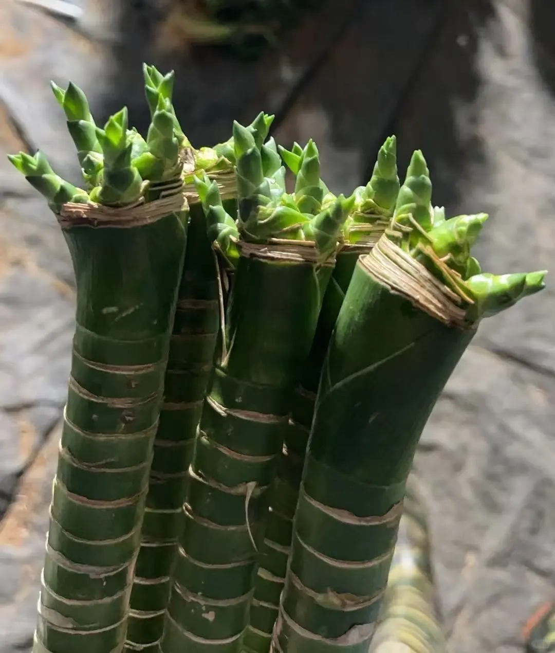 Chưng Tết đừng chỉ mua hoa: C&oacute; một loại c&acirc;y "rẻ b&egrave;o" nhưng h&uacute;t t&agrave;i lộc cực mạnh, đặt đ&uacute;ng 4 c&agrave;nh l&ecirc;n b&agrave;n học con c&aacute;i thi cử đỗ đạt, gia chủ tiền v&agrave;o như nước- Ảnh 17.