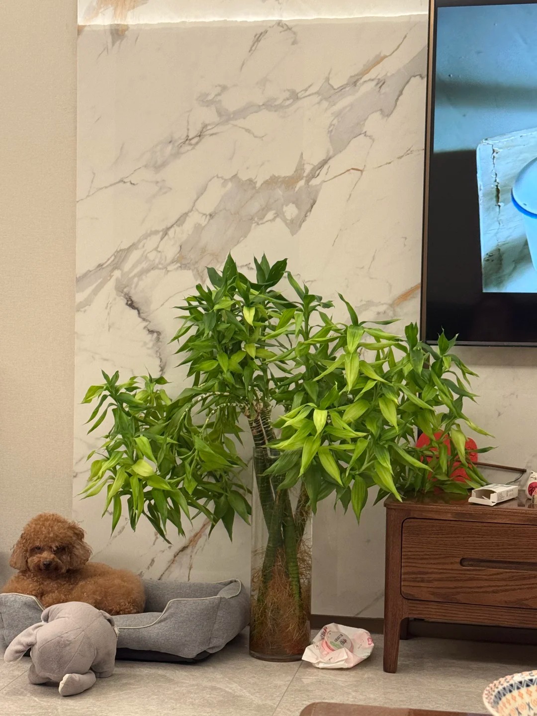 Chưng Tết đừng chỉ mua hoa: C&oacute; một loại c&acirc;y "rẻ b&egrave;o" nhưng h&uacute;t t&agrave;i lộc cực mạnh, đặt đ&uacute;ng 4 c&agrave;nh l&ecirc;n b&agrave;n học con c&aacute;i thi cử đỗ đạt, gia chủ tiền v&agrave;o như nước- Ảnh 20.