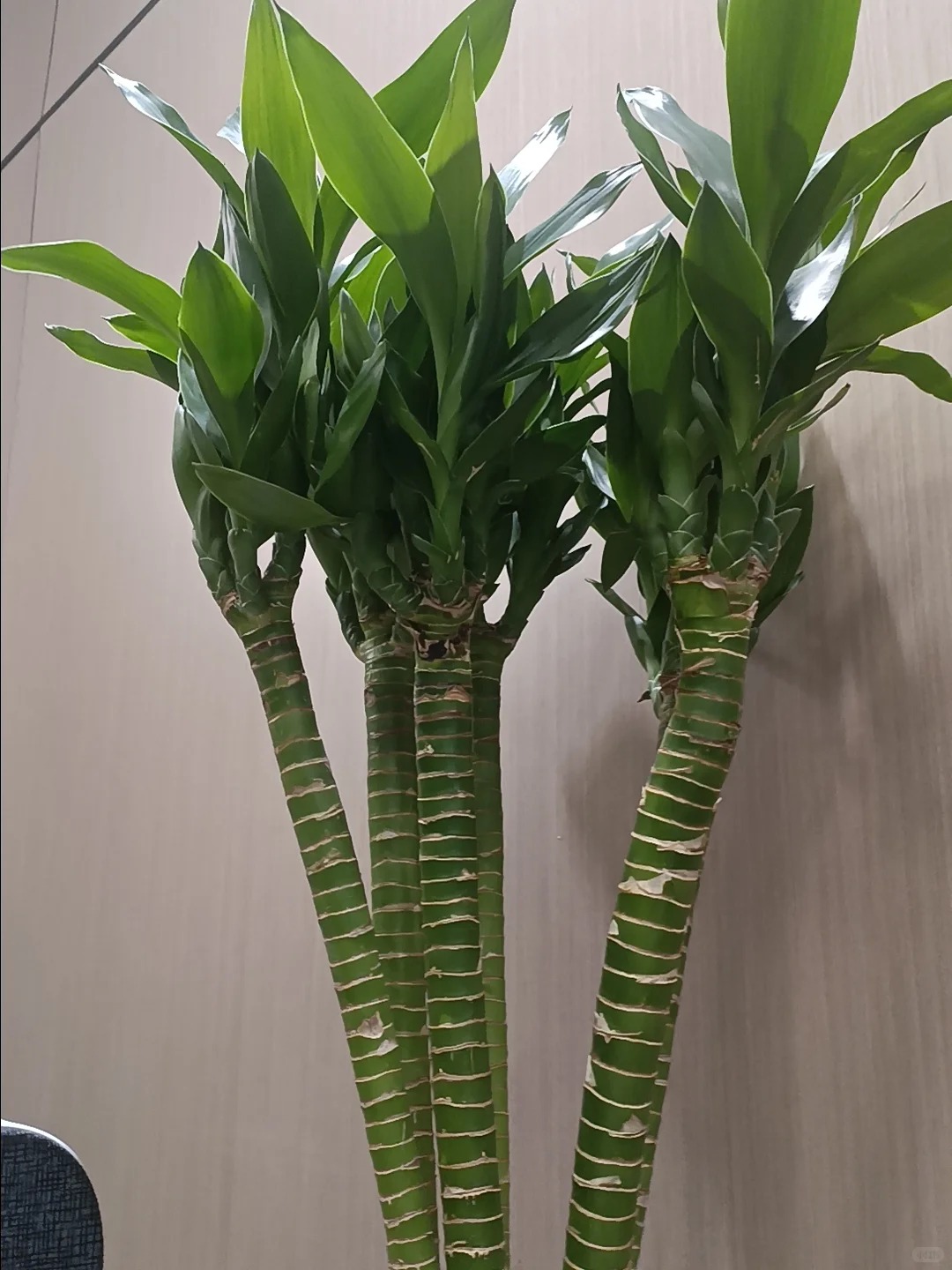 Chưng Tết đừng chỉ mua hoa: C&oacute; một loại c&acirc;y "rẻ b&egrave;o" nhưng h&uacute;t t&agrave;i lộc cực mạnh, đặt đ&uacute;ng 4 c&agrave;nh l&ecirc;n b&agrave;n học con c&aacute;i thi cử đỗ đạt, gia chủ tiền v&agrave;o như nước- Ảnh 37.