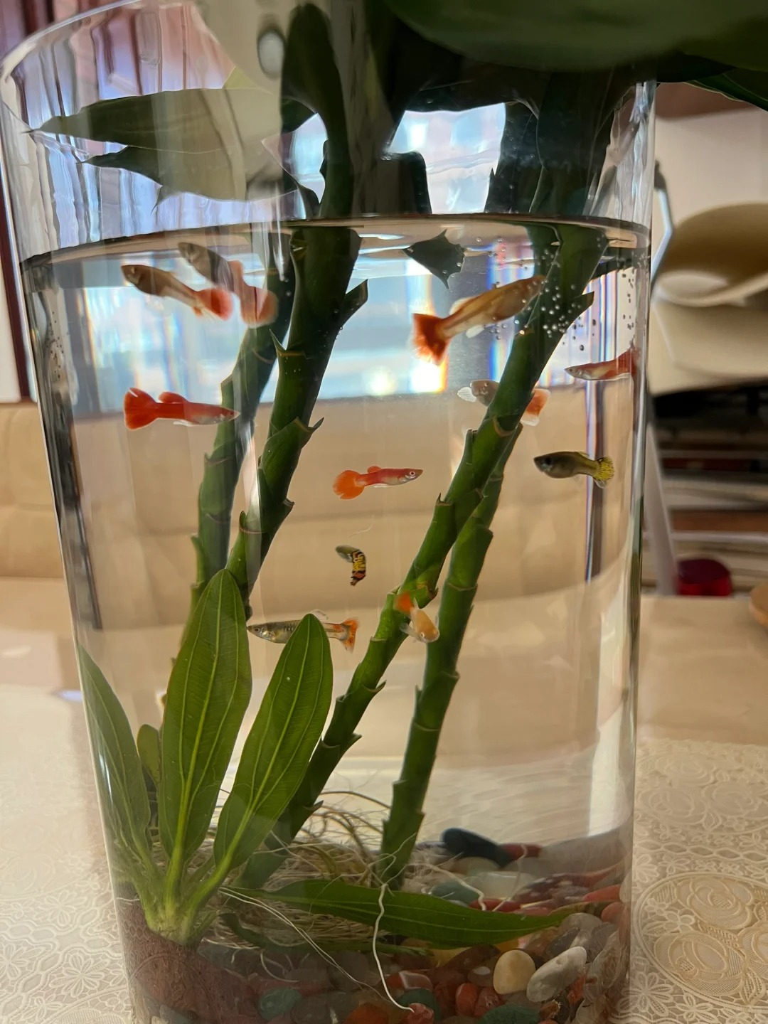 Chưng Tết đừng chỉ mua hoa: C&oacute; một loại c&acirc;y "rẻ b&egrave;o" nhưng h&uacute;t t&agrave;i lộc cực mạnh, đặt đ&uacute;ng 4 c&agrave;nh l&ecirc;n b&agrave;n học con c&aacute;i thi cử đỗ đạt, gia chủ tiền v&agrave;o như nước- Ảnh 9.