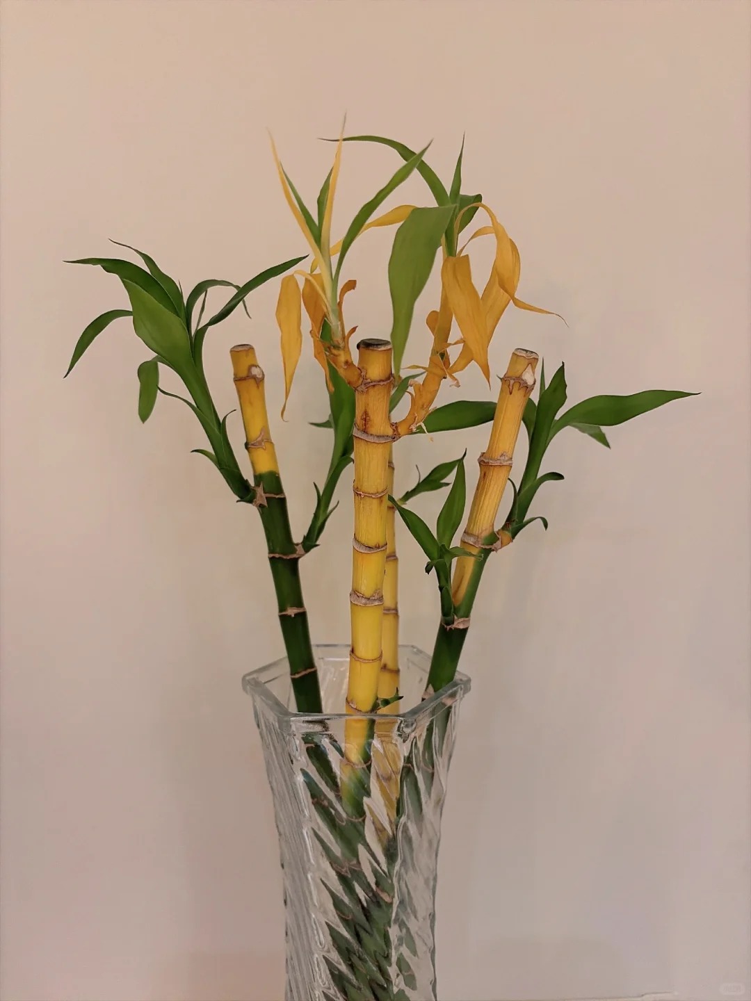 Chưng Tết đừng chỉ mua hoa: C&oacute; một loại c&acirc;y "rẻ b&egrave;o" nhưng h&uacute;t t&agrave;i lộc cực mạnh, đặt đ&uacute;ng 4 c&agrave;nh l&ecirc;n b&agrave;n học con c&aacute;i thi cử đỗ đạt, gia chủ tiền v&agrave;o như nước- Ảnh 28.