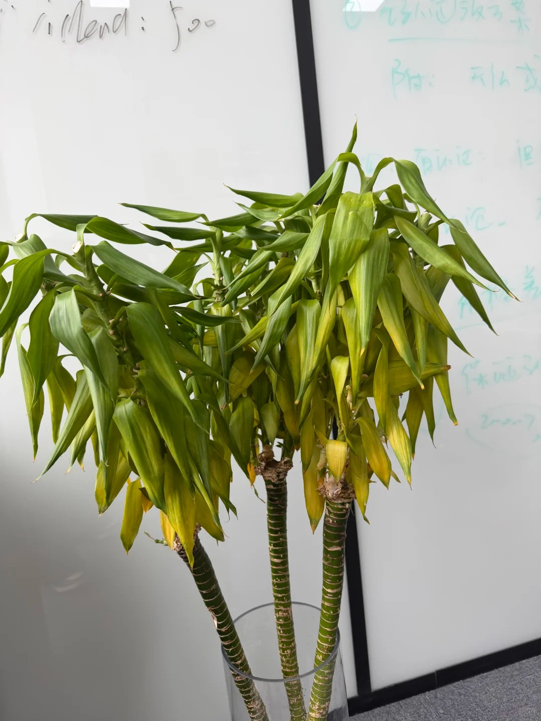 Chưng Tết đừng chỉ mua hoa: C&oacute; một loại c&acirc;y "rẻ b&egrave;o" nhưng h&uacute;t t&agrave;i lộc cực mạnh, đặt đ&uacute;ng 4 c&agrave;nh l&ecirc;n b&agrave;n học con c&aacute;i thi cử đỗ đạt, gia chủ tiền v&agrave;o như nước- Ảnh 29.