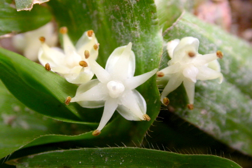 Lo&agrave;i c&acirc;y hiếm bậc nhất h&agrave;nh tinh nở ra 25 triệu b&ocirc;ng hoa 1 lần duy nhất sau 70 năm, cả thế giới ngước nh&igrave;n cho&aacute;ng ngợp- Ảnh 5.