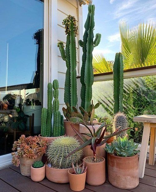 4 loại cây không nên đặt ở cửa ra vào- Ảnh 1. 4 loại cây không nên đặt ở cửa ra vào- Ảnh 1.