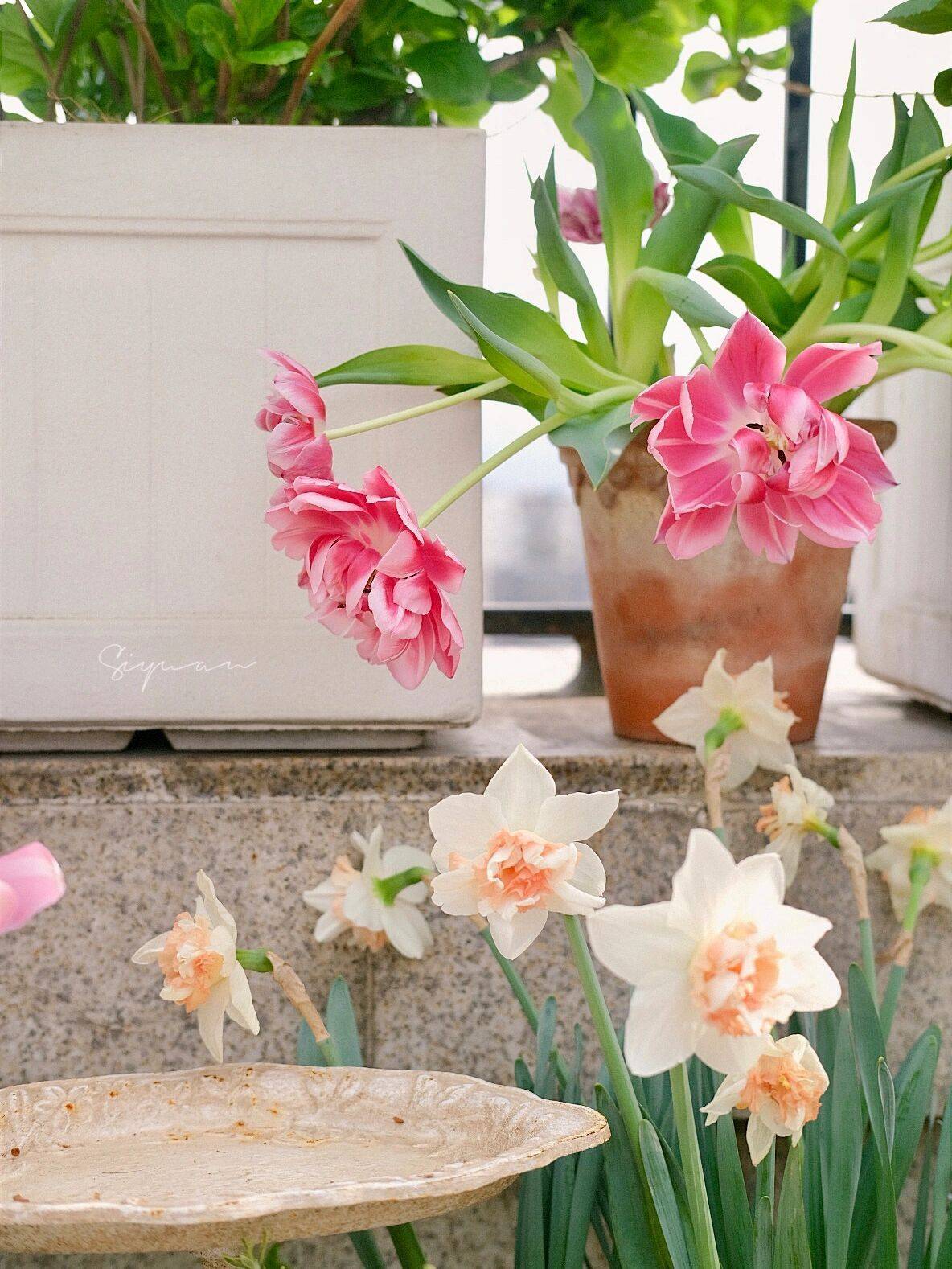 Mới 28 tuổi nhưng cô gái trẻ đã sở hữu khu vườn có đến 50 loại hoa, rau xanh, trái cây đẹp như cổ tích!- Ảnh 6. Mới 28 tuổi nhưng cô gái trẻ đã sở hữu khu vườn có đến 50 loại hoa, rau xanh, trái cây đẹp như cổ tích!- Ảnh 6.