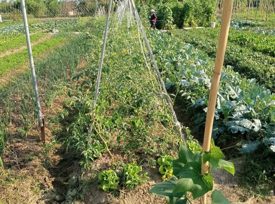Chuyển đổi cơ cấu cây trồng để phát triển nông nghiệp hiện đại- Ảnh 2. Chuyển đổi cơ cấu cây trồng để phát triển nông nghiệp hiện đại- Ảnh 2.