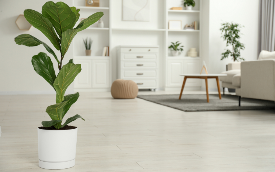 2 loại cây xuất hiện trong không gian sống của MC Mai Ngọc: Hóa ra đều là cây cảnh phong thủy nhiều người ưa chuộng- Ảnh 6. 2 loại cây xuất hiện trong không gian sống của MC Mai Ngọc: Hóa ra đều là cây cảnh phong thủy nhiều người ưa chuộng- Ảnh 6.