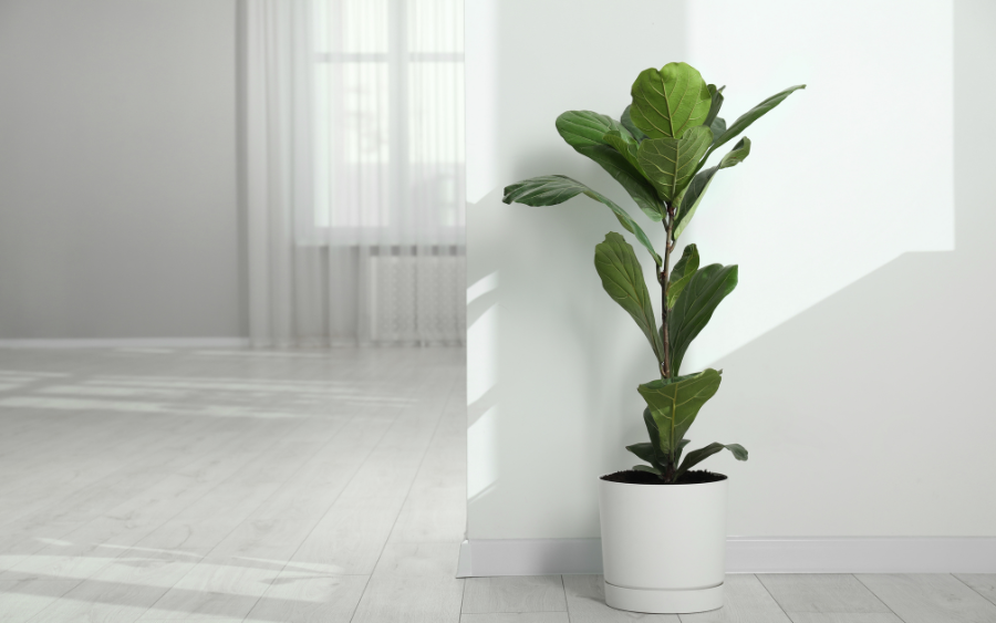 2 loại cây xuất hiện trong không gian sống của MC Mai Ngọc: Hóa ra đều là cây cảnh phong thủy nhiều người ưa chuộng- Ảnh 4. 2 loại cây xuất hiện trong không gian sống của MC Mai Ngọc: Hóa ra đều là cây cảnh phong thủy nhiều người ưa chuộng- Ảnh 4.