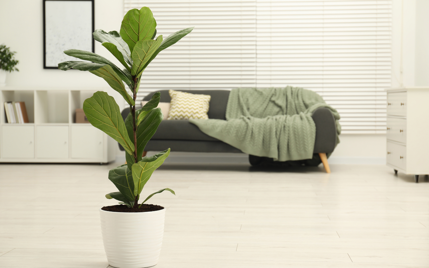 2 loại cây xuất hiện trong không gian sống của MC Mai Ngọc: Hóa ra đều là cây cảnh phong thủy nhiều người ưa chuộng- Ảnh 3. 2 loại cây xuất hiện trong không gian sống của MC Mai Ngọc: Hóa ra đều là cây cảnh phong thủy nhiều người ưa chuộng- Ảnh 3.