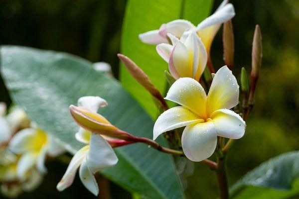 Các cụ nói KHÔNG trồng 3 cây trước mộ, cây thịnh người suy, con cháu 3 đời thất bát- Ảnh 2. Các cụ nói KHÔNG trồng 3 cây trước mộ, cây thịnh người suy, con cháu 3 đời thất bát- Ảnh 2.
