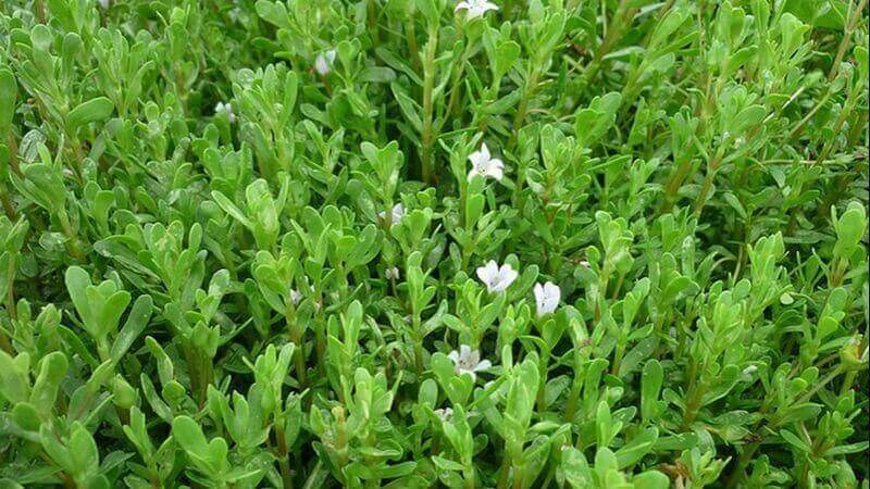 Loại rau hoang mọc vô tội vạ ở đầm lầy, giờ chễm chệ lên mâm nhà giàu: Có thời điểm giá đắt hơn thịt- Ảnh 2. Loại rau hoang mọc vô tội vạ ở đầm lầy, giờ chễm chệ lên mâm nhà giàu: Có thời điểm giá đắt hơn thịt- Ảnh 2.