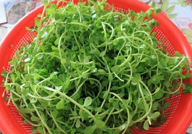 Loại rau hoang mọc vô tội vạ ở đầm lầy, giờ chễm chệ lên mâm nhà giàu: Có thời điểm giá đắt hơn thịt- Ảnh 1. Loại rau hoang mọc vô tội vạ ở đầm lầy, giờ chễm chệ lên mâm nhà giàu: Có thời điểm giá đắt hơn thịt- Ảnh 1.