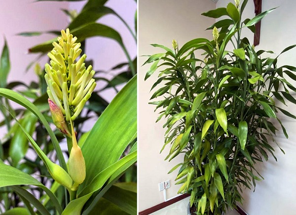 Loài cây đặt ban thờ khiến ông Thần Tài ưng ý, cây ra hoa là lộc trời rơi xuống, đời bạn sáng bừng!- Ảnh 1. Loài cây đặt ban thờ khiến ông Thần Tài ưng ý, cây ra hoa là lộc trời rơi xuống, đời bạn sáng bừng!- Ảnh 1.