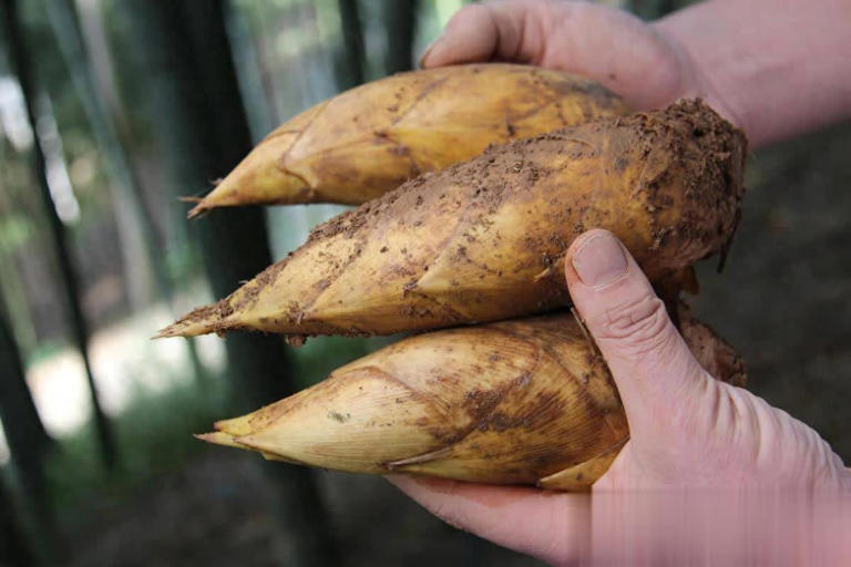 6 loại rau "không thuốc trừ sâu" tốt như nhân sâm, chợ Việt bán rất nhiều và rẻ- Ảnh 1. 6 loại rau "không thuốc trừ sâu" tốt như nhân sâm, chợ Việt bán rất nhiều và rẻ- Ảnh 1.