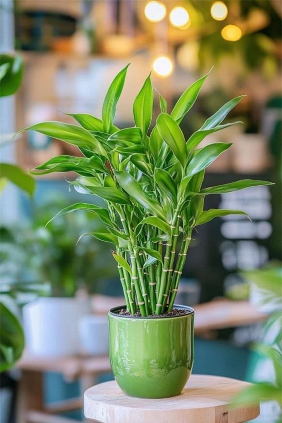 Loài cây đặt ban thờ khiến ông Thần Tài ưng ý, cây ra hoa là lộc trời rơi xuống, đời bạn sáng bừng!- Ảnh 2. Loài cây đặt ban thờ khiến ông Thần Tài ưng ý, cây ra hoa là lộc trời rơi xuống, đời bạn sáng bừng!- Ảnh 2.