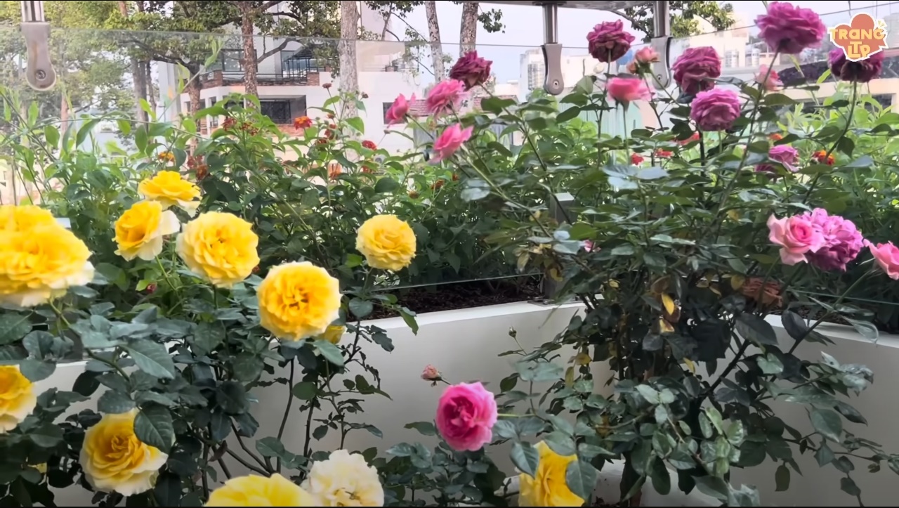 Nam nghệ sĩ từ Mỹ về Việt Nam mua nhà 2 mặt tiền 40 tỷ ở trung tâm TP.HCM, sống kín tiếng bên vợ 2- Ảnh 6. Nam nghệ sĩ từ Mỹ về Việt Nam mua nhà 2 mặt tiền 40 tỷ ở trung tâm TP.HCM, sống kín tiếng bên vợ 2- Ảnh 6.