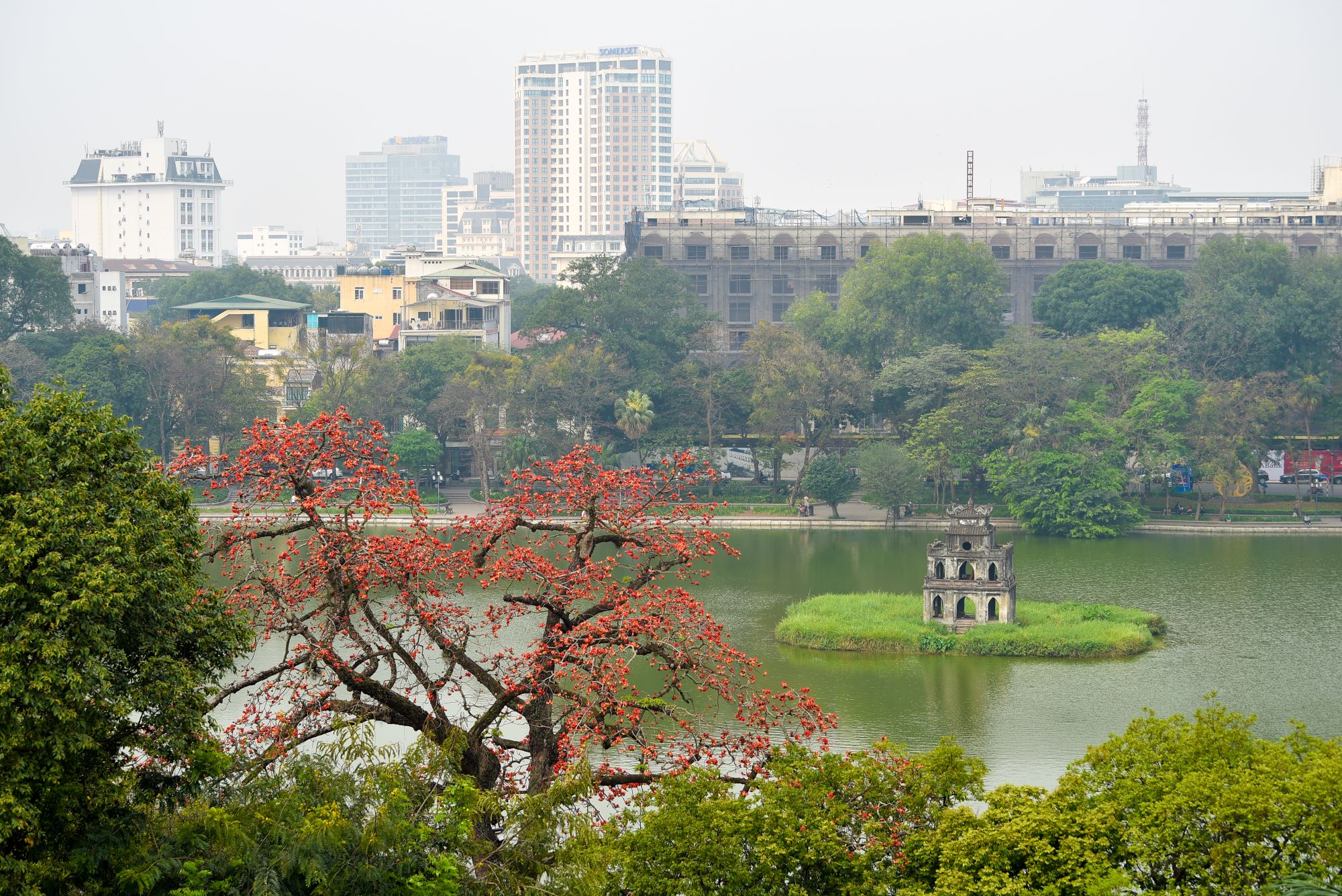 Mùa mộc miên thắp lửa gọi hè về- Ảnh 1. Mùa mộc miên thắp lửa gọi hè về- Ảnh 1.