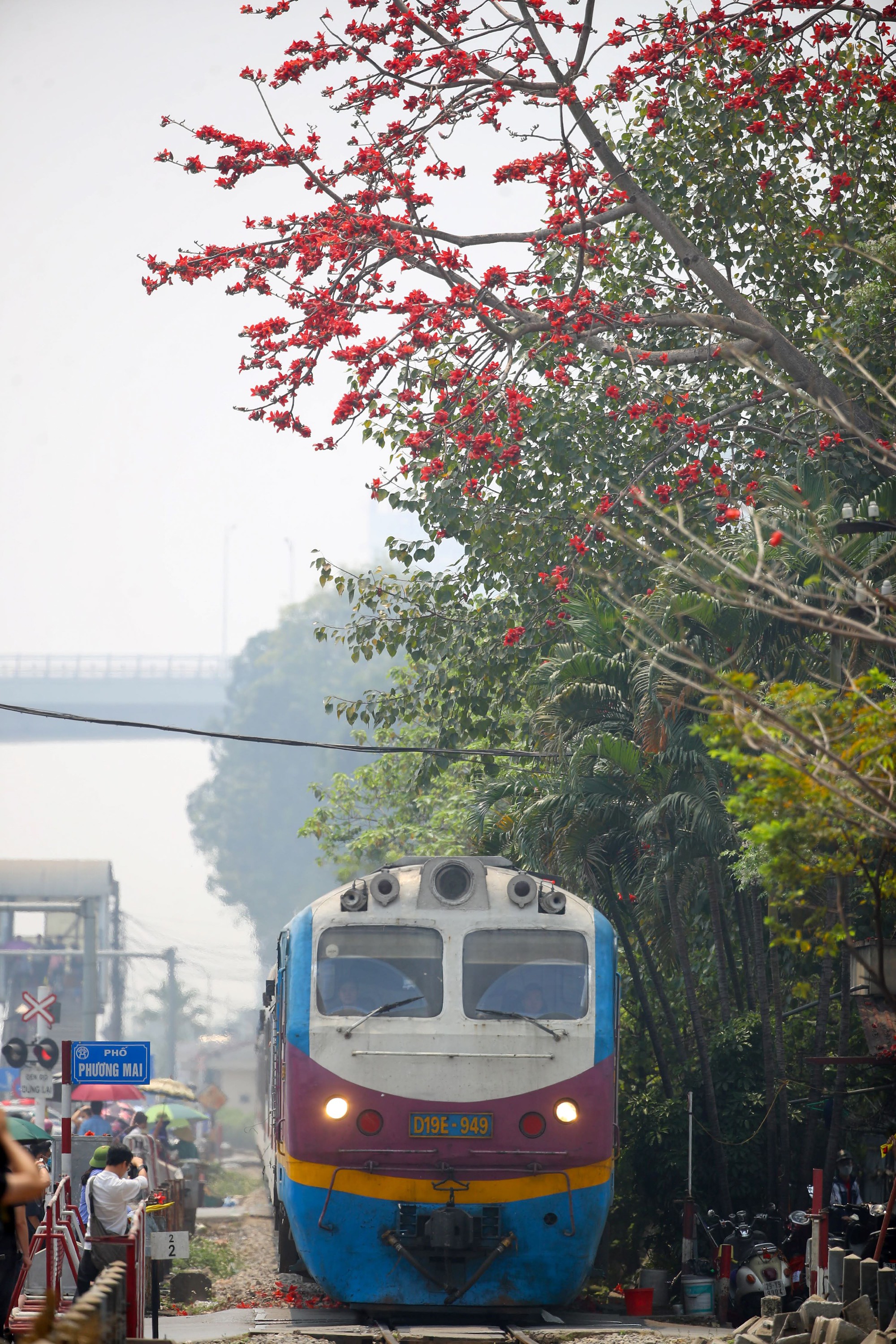 Mùa mộc miên thắp lửa gọi hè về- Ảnh 10. Mùa mộc miên thắp lửa gọi hè về- Ảnh 10.