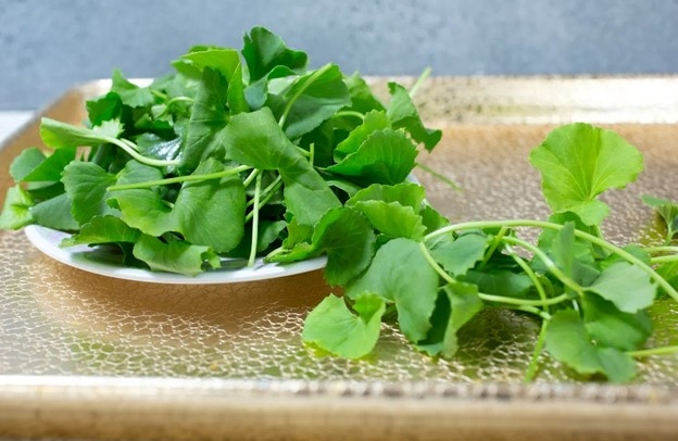 Việt Nam có loại lá tốt ngang "kem chống nắng tự nhiên", giúp tăng sinh collagen nhưng có 3 nhóm người tuyệt đối không nên dùng- Ảnh 1. Việt Nam có loại lá tốt ngang "kem chống nắng tự nhiên", giúp tăng sinh collagen nhưng có 3 nhóm người tuyệt đối không nên dùng- Ảnh 1.