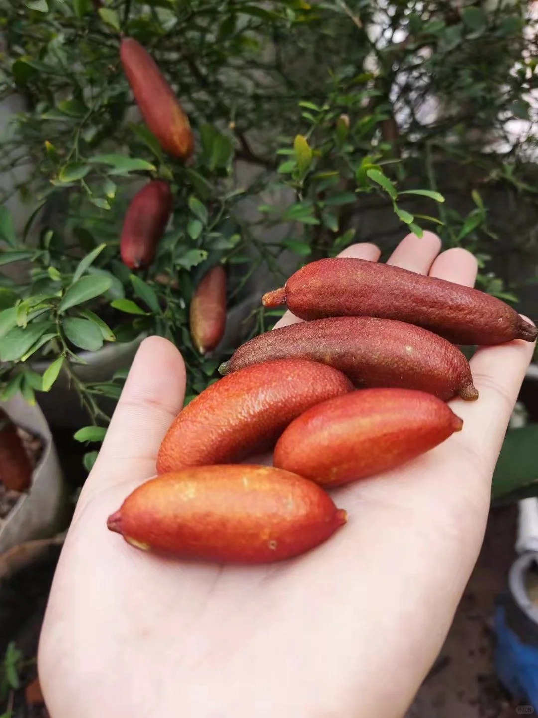 Cây chanh ngón tay – “trứng cá hồi của thế giới thực vật” đang khiến giới yêu cây mê mẩn: Đúng là cây cảnh của giới tinh tế, gia vị của người sành ăn!- Ảnh 16. Cây chanh ngón tay – “trứng cá hồi của thế giới thực vật” đang khiến giới yêu cây mê mẩn: Đúng là cây cảnh của giới tinh tế, gia vị của người sành ăn!- Ảnh 16.
