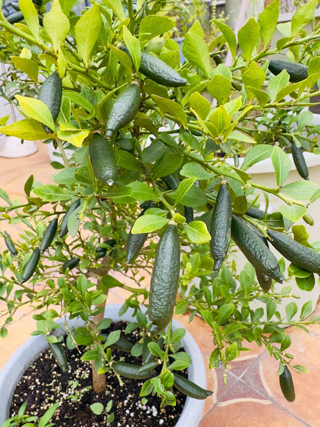 Cây chanh ngón tay – “trứng cá hồi của thế giới thực vật” đang khiến giới yêu cây mê mẩn: Đúng là cây cảnh của giới tinh tế, gia vị của người sành ăn!- Ảnh 24. Cây chanh ngón tay – “trứng cá hồi của thế giới thực vật” đang khiến giới yêu cây mê mẩn: Đúng là cây cảnh của giới tinh tế, gia vị của người sành ăn!- Ảnh 24.