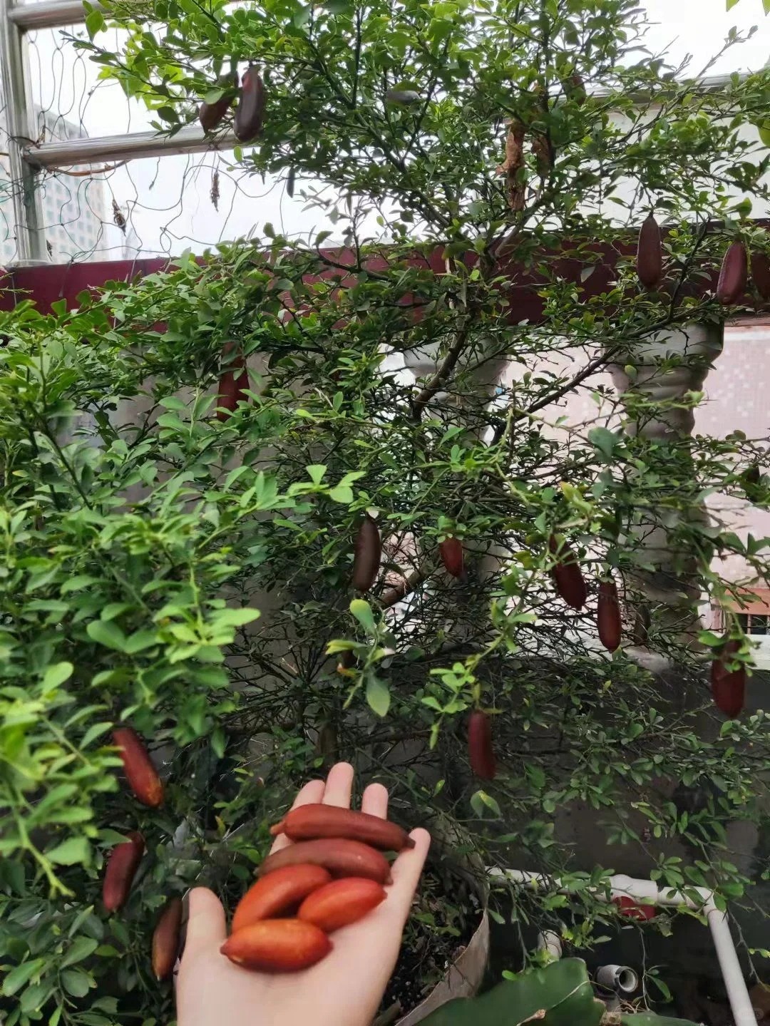 Cây chanh ngón tay – “trứng cá hồi của thế giới thực vật” đang khiến giới yêu cây mê mẩn: Đúng là cây cảnh của giới tinh tế, gia vị của người sành ăn!- Ảnh 5. Cây chanh ngón tay – “trứng cá hồi của thế giới thực vật” đang khiến giới yêu cây mê mẩn: Đúng là cây cảnh của giới tinh tế, gia vị của người sành ăn!- Ảnh 5.