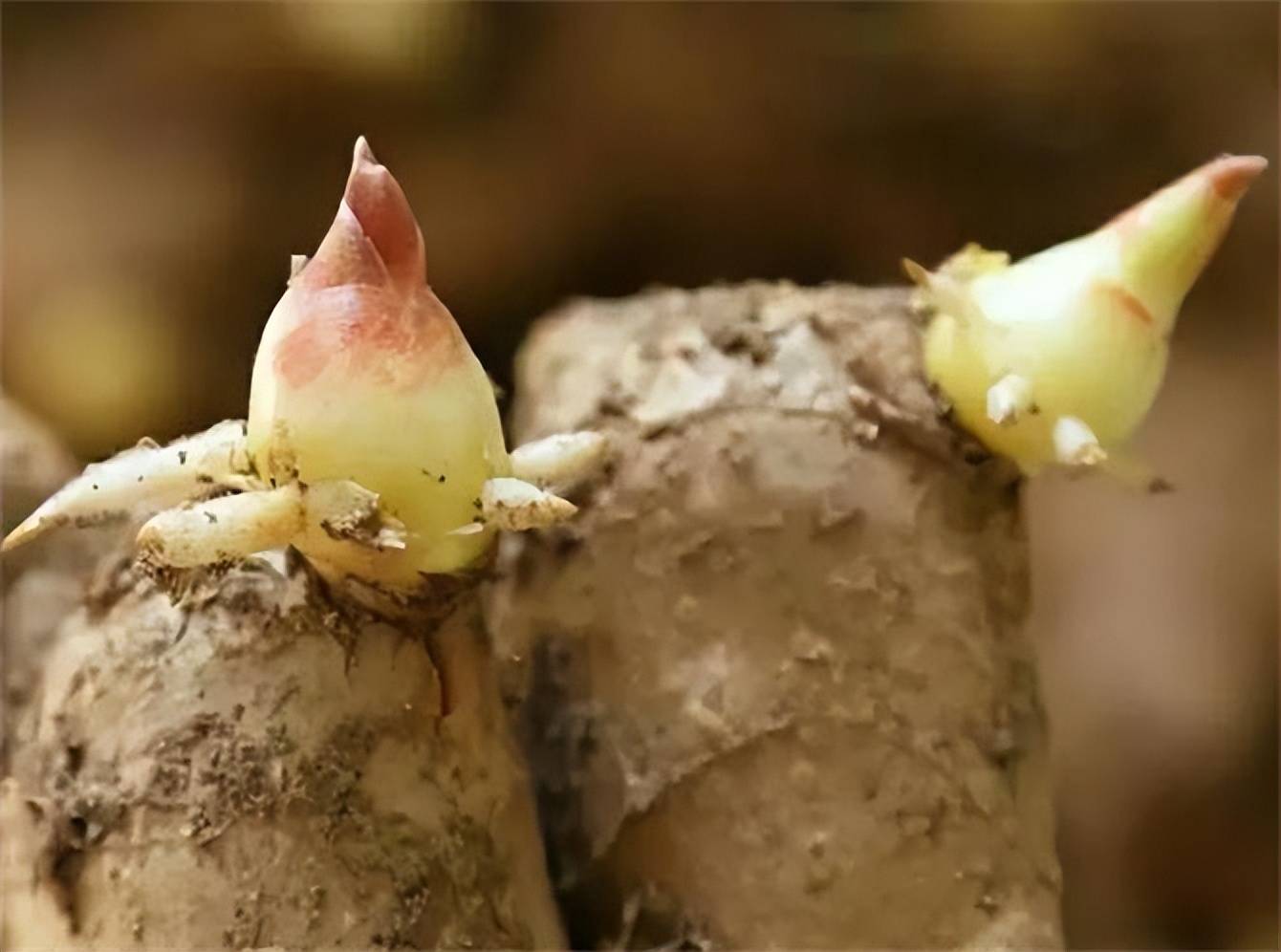 5 thực phẩm "dinh dưỡng vơi một nửa", thậm chí sinh chất độc khi nảy mầm, nhà nào cũng có và rất hay để quên- Ảnh 4. 5 thực phẩm "dinh dưỡng vơi một nửa", thậm chí sinh chất độc khi nảy mầm, nhà nào cũng có và rất hay để quên- Ảnh 4.