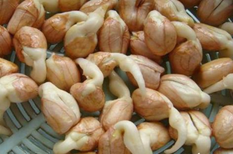 5 thực phẩm "dinh dưỡng vơi một nửa", thậm chí sinh chất độc khi nảy mầm, nhà nào cũng có và rất hay để quên- Ảnh 2. 5 thực phẩm "dinh dưỡng vơi một nửa", thậm chí sinh chất độc khi nảy mầm, nhà nào cũng có và rất hay để quên- Ảnh 2.