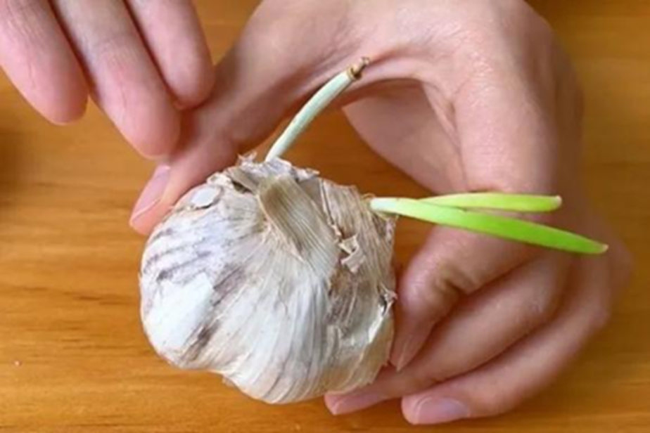 5 thực phẩm "dinh dưỡng vơi một nửa", thậm chí sinh chất độc khi nảy mầm, nhà nào cũng có và rất hay để quên- Ảnh 3. 5 thực phẩm "dinh dưỡng vơi một nửa", thậm chí sinh chất độc khi nảy mầm, nhà nào cũng có và rất hay để quên- Ảnh 3.