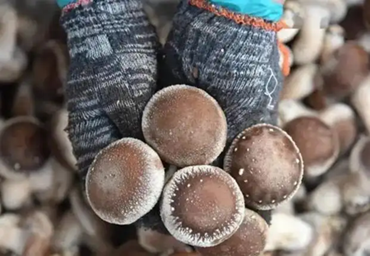 30 năm kinh nghiệm mua rau, 5 loại rau nông dân "không dùng thuốc trừ sâu", tươi ngon giá rẻ- Ảnh 1. 30 năm kinh nghiệm mua rau, 5 loại rau nông dân "không dùng thuốc trừ sâu", tươi ngon giá rẻ- Ảnh 1.
