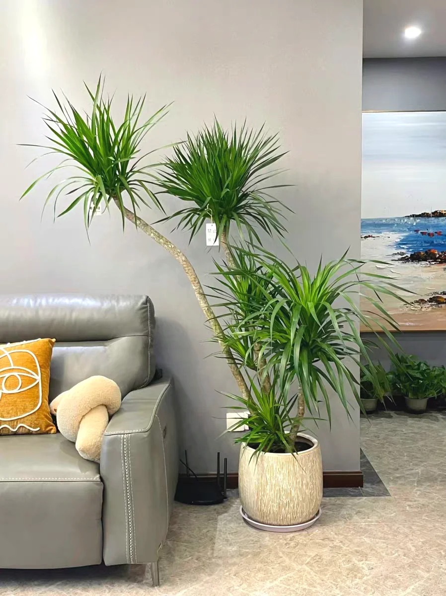 Loại cây cảnh phong thủy thường xuất hiện trong nhà giàu, sinh khí dồi dào, tài lộc đầy nhà: Hóa ra biệt thự triệu đô nhà Tăng Thanh Hà cũng có- Ảnh 4. Loại cây cảnh phong thủy thường xuất hiện trong nhà giàu, sinh khí dồi dào, tài lộc đầy nhà: Hóa ra biệt thự triệu đô nhà Tăng Thanh Hà cũng có- Ảnh 4.