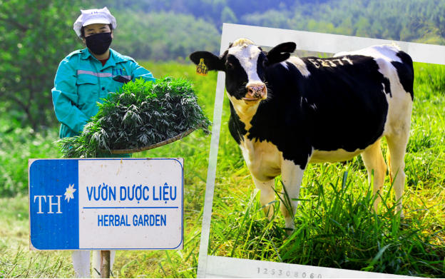 Bí mật vườn thảo dược cho bò sữa ngay trong trang trại TH true MILK- Ảnh 1. Bí mật vườn thảo dược cho bò sữa ngay trong trang trại TH true MILK- Ảnh 1.