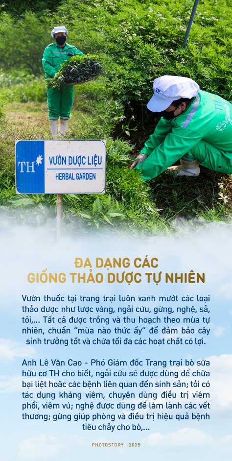 Bí mật vườn thảo dược cho bò sữa ngay trong trang trại TH true MILK- Ảnh 2. Bí mật vườn thảo dược cho bò sữa ngay trong trang trại TH true MILK- Ảnh 2.