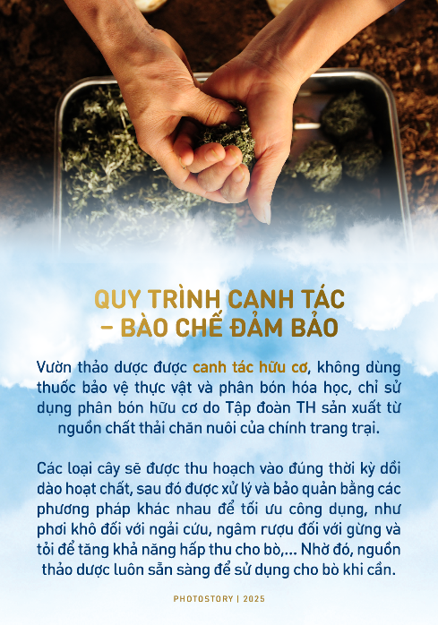 Bí mật vườn thảo dược cho bò sữa ngay trong trang trại TH true MILK- Ảnh 3. Bí mật vườn thảo dược cho bò sữa ngay trong trang trại TH true MILK- Ảnh 3.