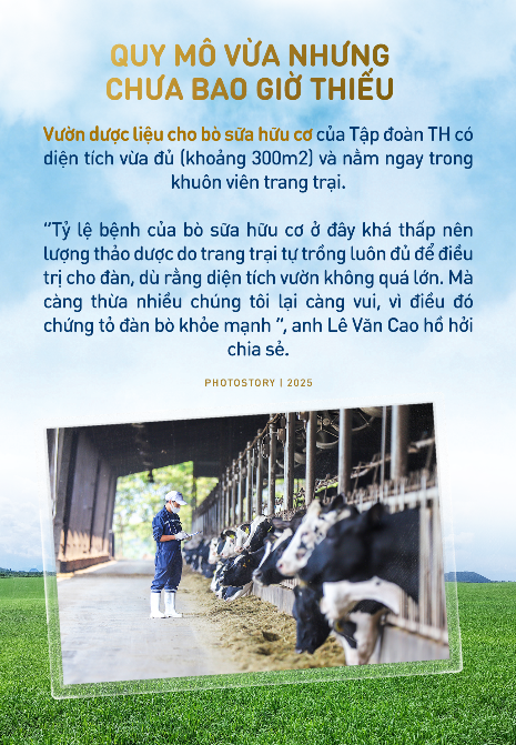 Bí mật vườn thảo dược cho bò sữa ngay trong trang trại TH true MILK- Ảnh 4. Bí mật vườn thảo dược cho bò sữa ngay trong trang trại TH true MILK- Ảnh 4.